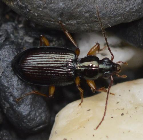 Sinechostictus ruficorne